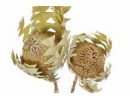 Banksia Baxterii